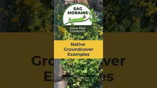 Native Ground Cover Examples