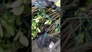 Trồng 100 cây bưởi Diễn chuẩn tại Đất Phú Diễn cho khách HÀNG quen Hà Nam: 0962392038