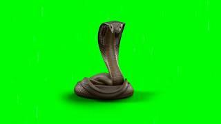 Real Cobra Chromakey Green Screen Effect - VFX Animals Caromakey