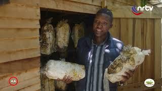 Howa/ Mushroom Farming | Breadbasket