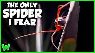 The Terrifying Secret of the Red Widow | Weird Planet