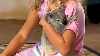 Clingy Baby Koala Who Loved Bedtime Stories Gets Rescued…Twice | The Dodo