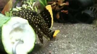 L177 golden nugget pleco eating