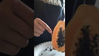 Removing Papaya Seeds To Use Medicinally And As A Black Peppercorn Replacement