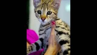 F1 savannah kitten for sale - largest cat breed