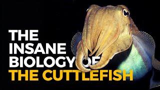 The Insane Biology of: The Cuttlefish