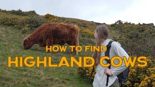 Finding Highland Cows in Scotland | Edinburgh Day Trip to Meet Majestic Hairy Cows