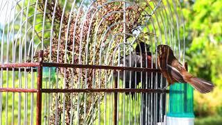 FEMALE FÊMEA BULLFINCH | CURIÓ | PIKOLET ON THE CAGE OF A MALE