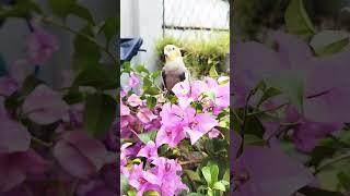 Lulu on flowers #kawaii #cute #cockatiel #birds #funnyanimal