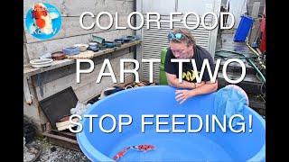 KOI TV | COLOR FOOD PART 2 | STOP FEEDING !