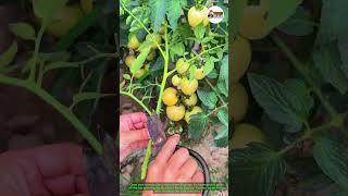 Don’t Waste Tomato Tops — Grow More Plants! " #GardeningTips  #TomatoPropagation #HomeGardening