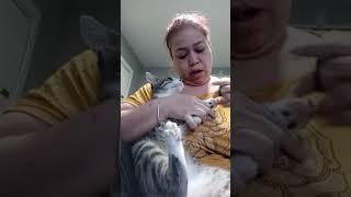 Cat Hisses At Woman While She Cuts Their Nails - 1167633