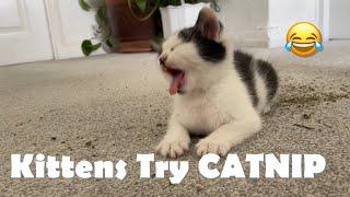 Kittens Try CATNIP for the First Time! (Funny Reaction)