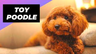 Toy Poodle  One Of The Most Popular Dog Breeds In The World #shorts