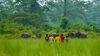 This boys are stupid or smart ? | elephant video | ये लड़के बेवकूफ हैं या होशियार