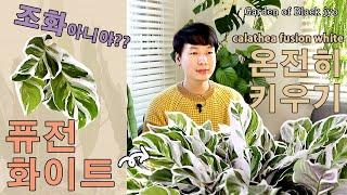 칼라데아 퓨전화이트 키우기 / calathea fusion white