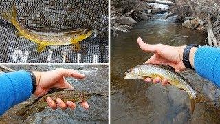 Catching 3 Trout Species in 1 Creek (Tenkara Fly Fishing)