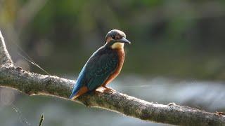 Zimorodki / Kingfishers