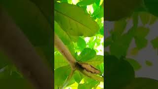 THE TALISAY #shorts #trending #nature #amazing