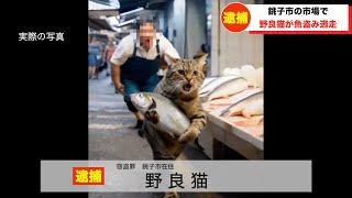 【放送事故】魚を盗む猫にツボるアナウンサー