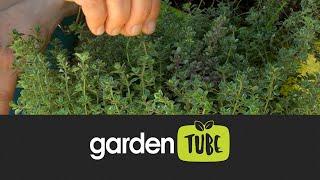 Tips for growing thyme