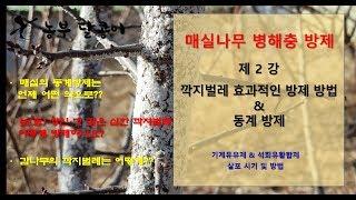 매실 병해충 방제 - 제 2강 깍지벌레 및 동계방제