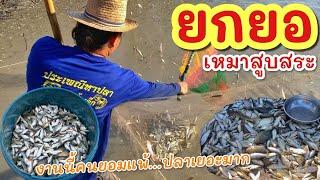 ยกยอ สูบสระปลาเยอะมากกลางทุ่งนา ►Fishing lifestyle Ep.783