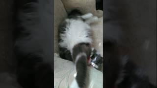 Love those felines  #catshorts #cutecat  #funnycats #catvideos