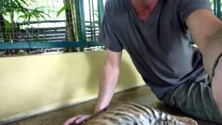 Baby Tiger from Chiang Maï