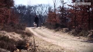 Best Sled Dog Training Veluwe (Apeldoorn) 2013 2015