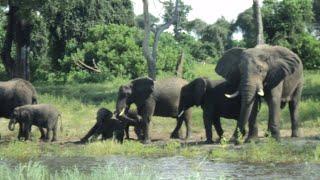 Elephants Bathing in the Chobe River Botswana