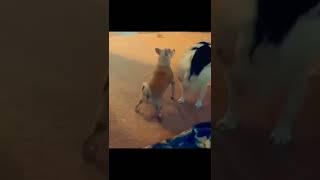 FunnyLike and Subscribe  #best #reels #shorts #funny #dog #dance #epic #fail RB Memes Edit