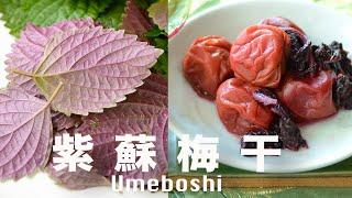 How to Make Umeboshi at Home【Plum しReduced salt without artificial coloring】Reduced salt