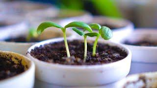 Seedlings Dying? Grow Strong Seedlings