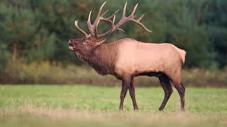 Elk Bugle