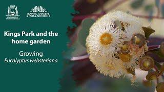 Kings Park in your garden: Growing Eucalyptus websteriana