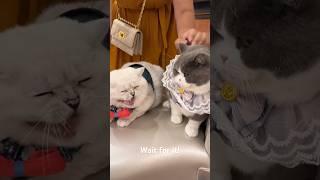jealous cats hissing! @louieandtodd @LorettaBritishCat first meeting in NYC