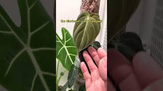 What Happens After Traveling #houseplants #shorts #plantcare #plantcaretips #plantsofyoutube #plants