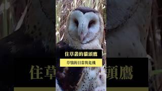 【#預告｜住草叢的貓頭鷹：草鴞的日常與危機】公視｜我們的島5／26(一)晚間十點 #shorts