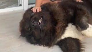 Caucasian Shepherd Black Bear
