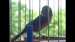 Bullfinch Drawl and Weet Drawl HD Audio