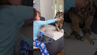 This owl was seen and rescued in the mud, then...