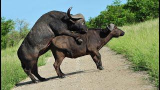 SOME DANGEROUS BIG AFRICAN ANIMALS (French) living in Kruger National Park.