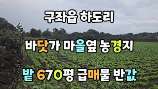 제주시 구좌읍 하도리 바닷가 마을옆 농경지 밭 670평 급매물 시세 반값이하 010 4436 0401 제주도부동산 토지 매매 급매물