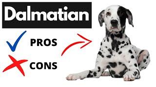 Dalmatian Pros And Cons | Should You REALLY Get A DALMATIAN?