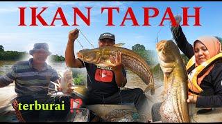 Dua Ekor Ikan Tapah Rm 400 .. Rezeki Nelayan ⁉️