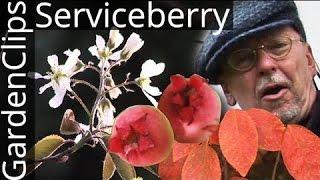 Serviceberry - Shadbush - Amelanchier - N American native flowering tree