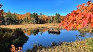 Wolf Trail (Trail62) in Gatineau Park