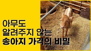 연매출 13억 한우농장의 수익률 높이는 노하우