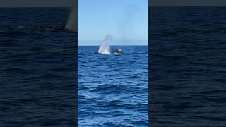 Whale of a time #whales #humpbackwhale #migration